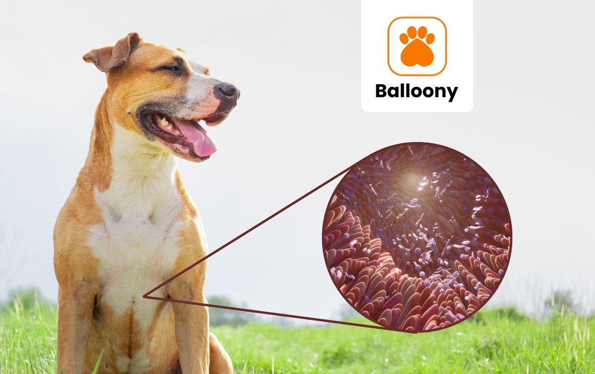 Balloony.pet | Premium Hundenahrung | Wissenschaftlich fundiert.