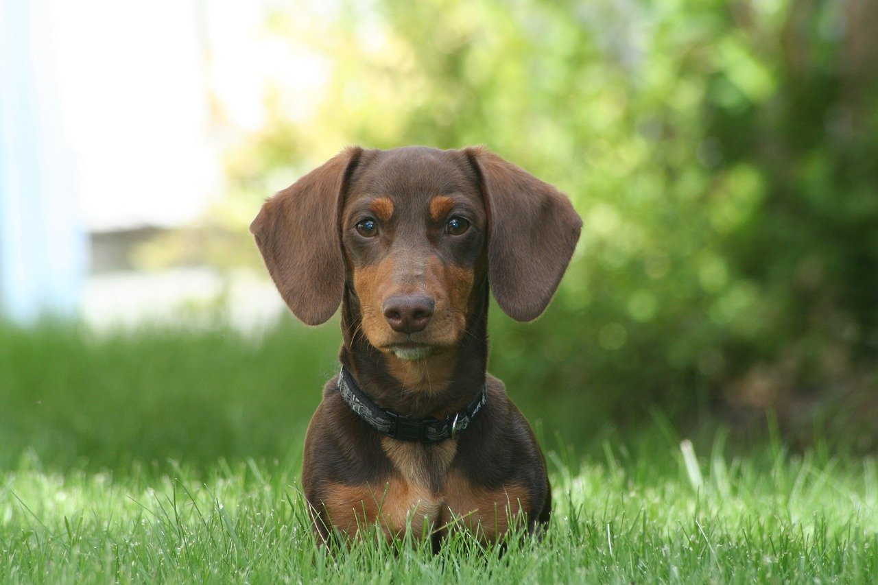 Die 10 besten Hundefutter fr Dackel im Jahr 2024 | Balloony.pet