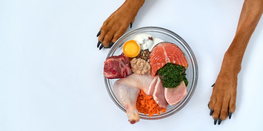 Ernährung im Frühling: Hund mit proteinreichem Futter – Energie für die aktive Saison.