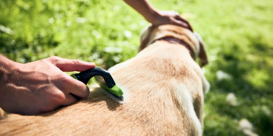 Frühjahrsputz für Hunde: Hund mit glänzendem Fell – Fell- und Hautpflege für die Saison.