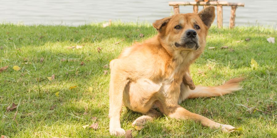 Frühlingsallergien bei Hunden: Symptome und Lösungen