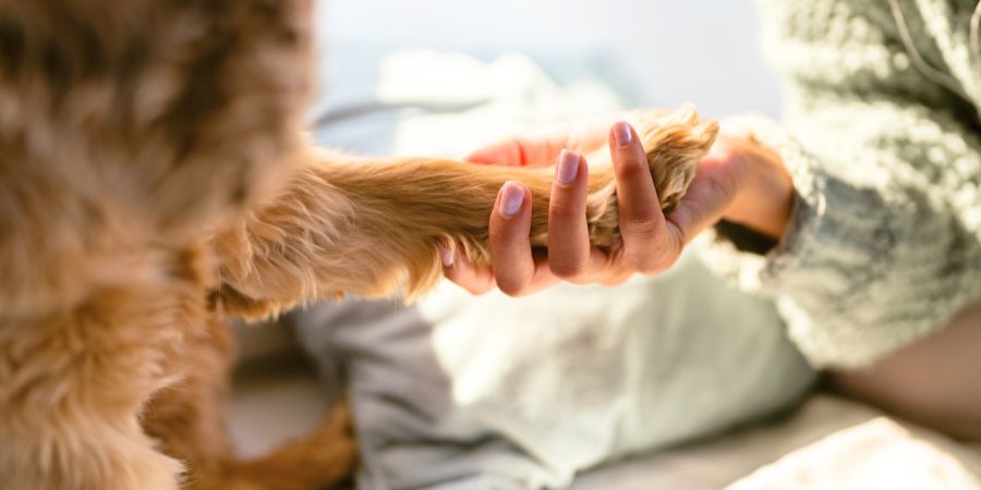 Frühlingstraining im Freien: Hund gibt Pfote – neue Tricks lernen im Frühling.