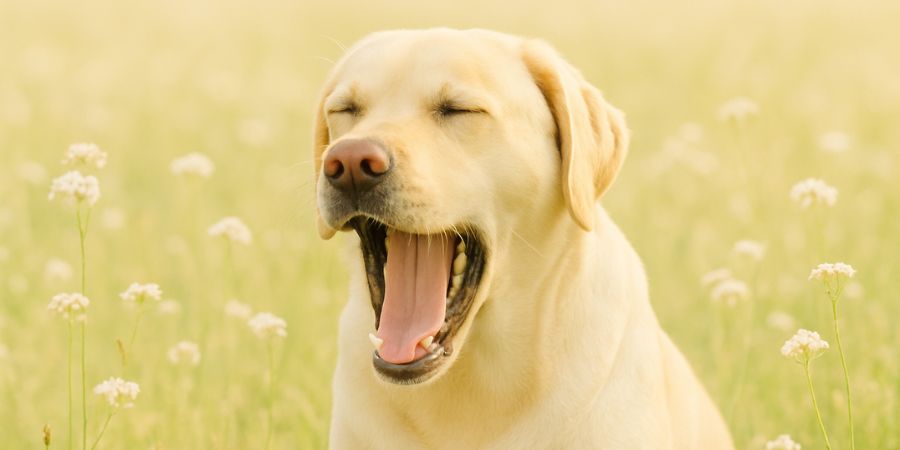 Was bedeutet es, wenn dein Hund gähnt, obwohl er nicht müde ist?