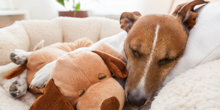 Hundefreundliche Wohnungsgestaltung: Hund liegt entspannt in der Wohnung.