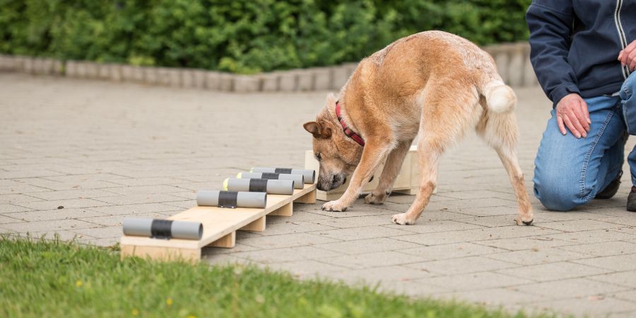 Intelligenzspiele für Hunde: Hund sucht Leckerli – Förderung der Denkfähigkeit im Frühling.