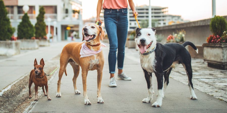 Lärmbewältigung: Hund entspannt in der Stadt – Anpassung an Stadtgeräusche.
