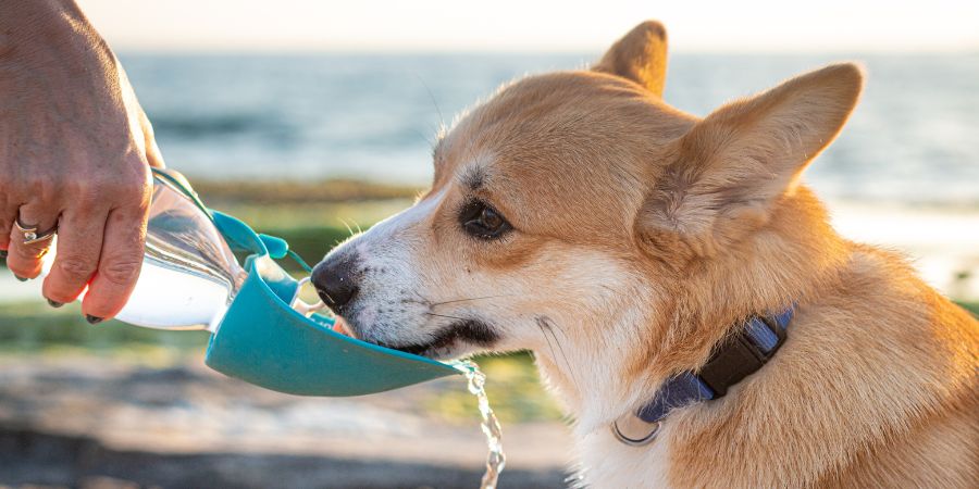 Müllfrei unterwegs: Hund trinkt aus Wasserflasche – nachhaltig reisen.