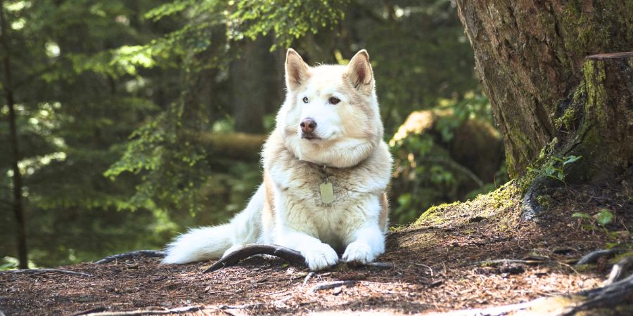 Natürliche Methoden zur Stressbewältigung bei Hunden