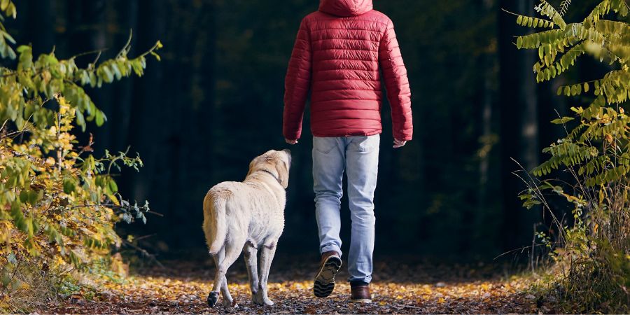 Naturschutzgebiet: Hund an Leine auf Wanderweg – respektvolles Verhalten.