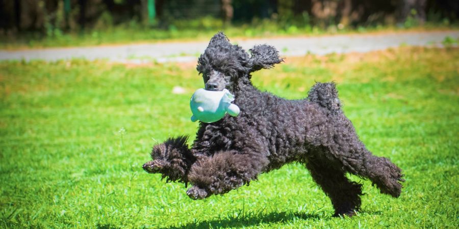 Outdoor-Aktivitäten im Frühling: Hund und Besitzer spielen im Park – Ideen für die Saison.