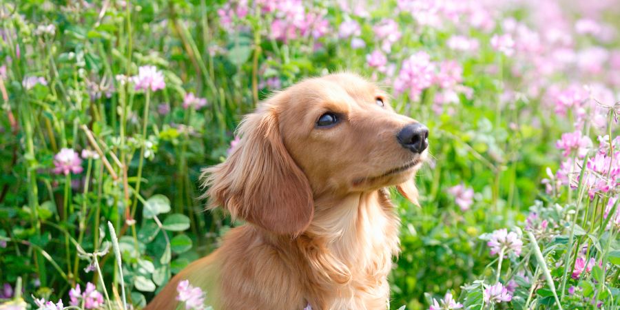 Parasitenschutz Frühling 2025: Hund auf Wiese – Tipps für Kontrolle und Schutz vor Zecken.
