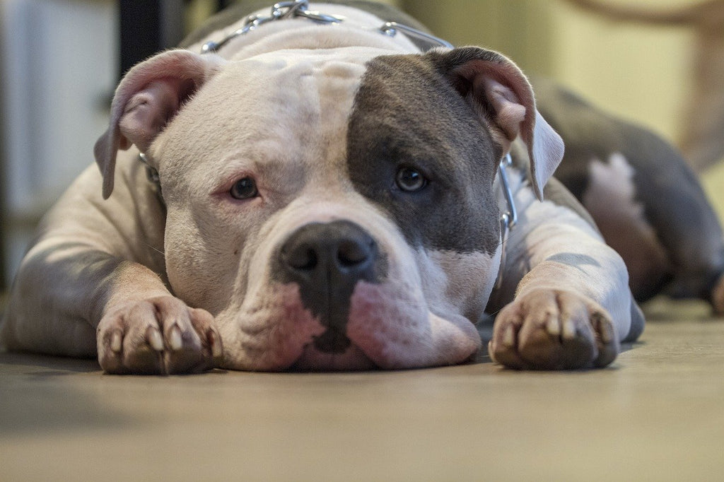Die 7 besten Hundefutter für Pitbulls