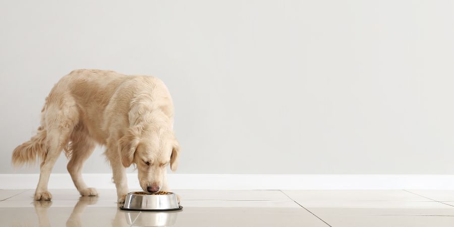 Routineänderungen: Hund frisst am Napf – Anpassung an neue Tagesabläufe.