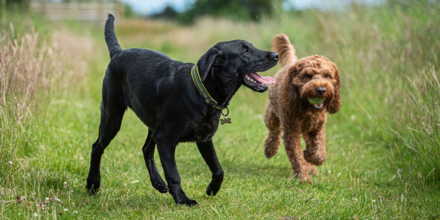 Sozialisierung in der Stadt: Hunde spielen im Park – Kontakte fördern.