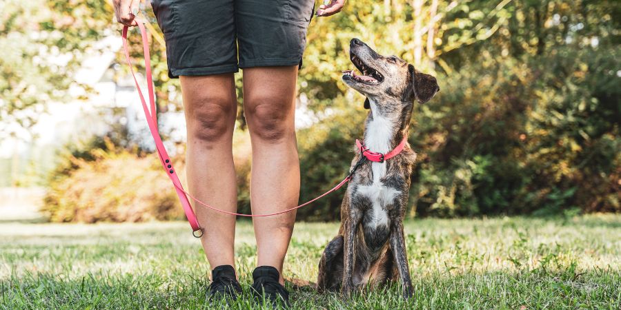 Spaziergang als Ritual: Hund mit Besitzer – Regelmäßigkeit fördern.
