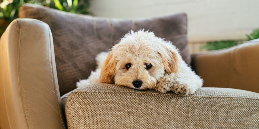 Stress bei Hunden erkennen: Die wichtigsten Anzeichen