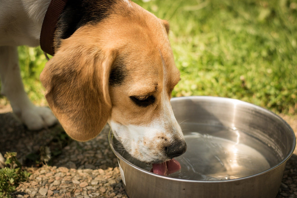 Kann ein Hund auch etwas anderes als Wasser trinken?