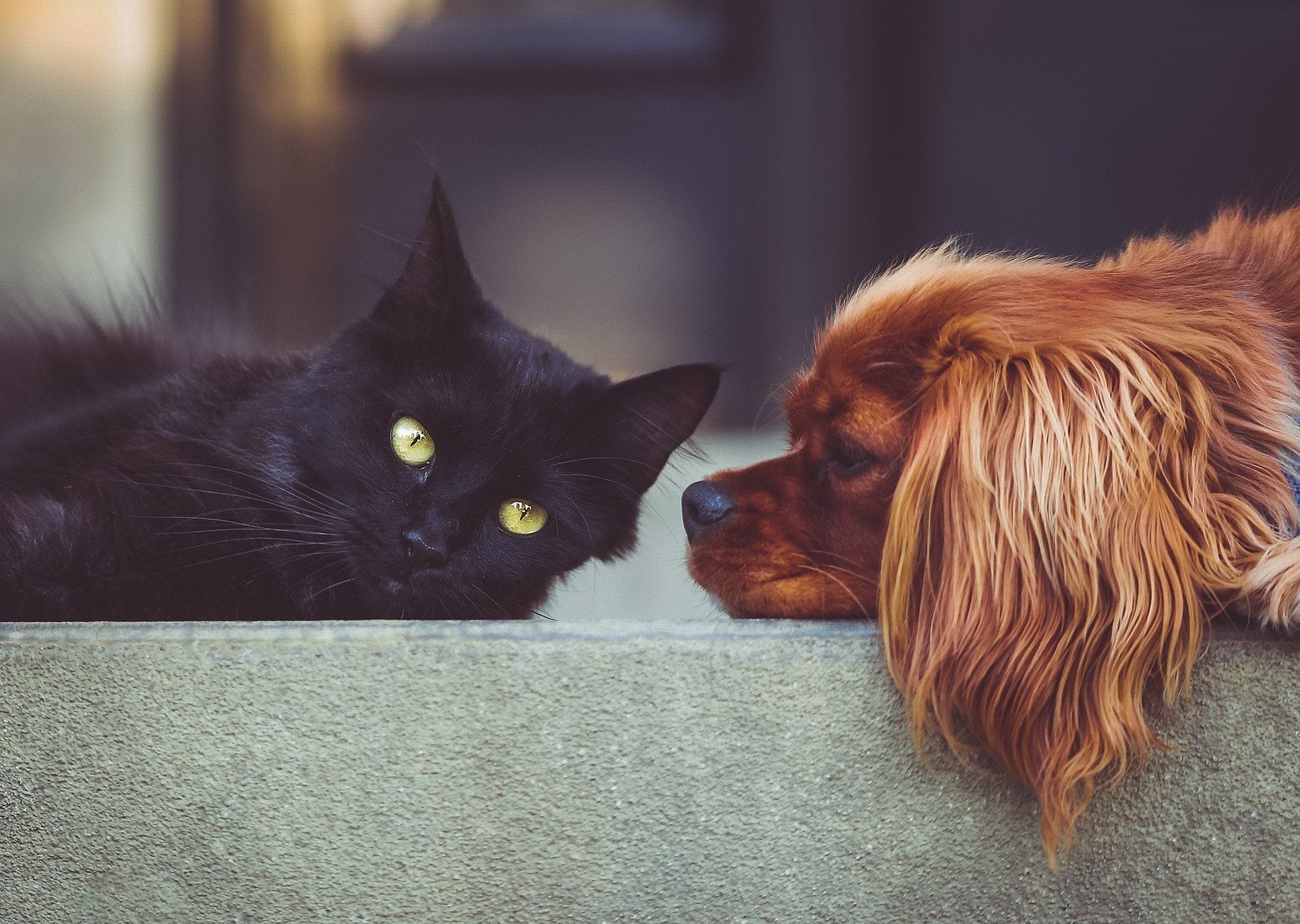 Wie Welpe und Katze in Harmonie zusammenleben können | Hunderatgeber