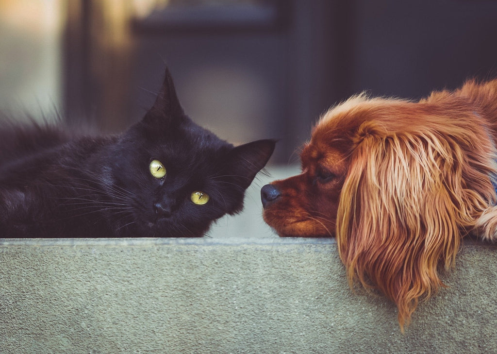 Wie dein Welpe und deine Katze in Harmonie zusammenleben können