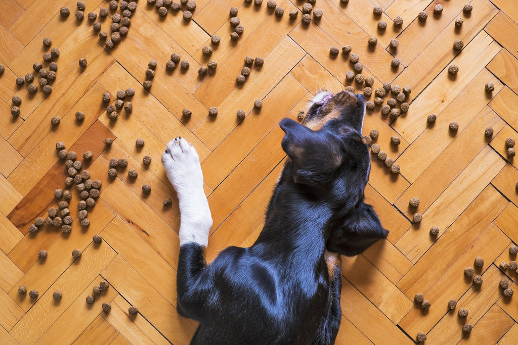 Was Hunde fressen dürfen und was nicht