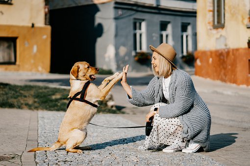 Lustige Tricks, die du deinem Hund beibringen kannst