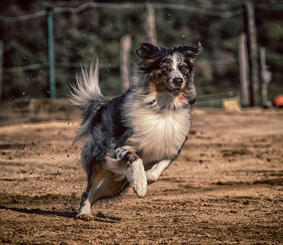 Top-Tipps für das Agility-Training für Hunde