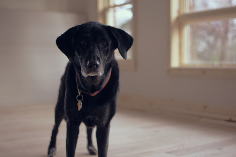 Arthrose bei Hunden - Ein Leitfaden