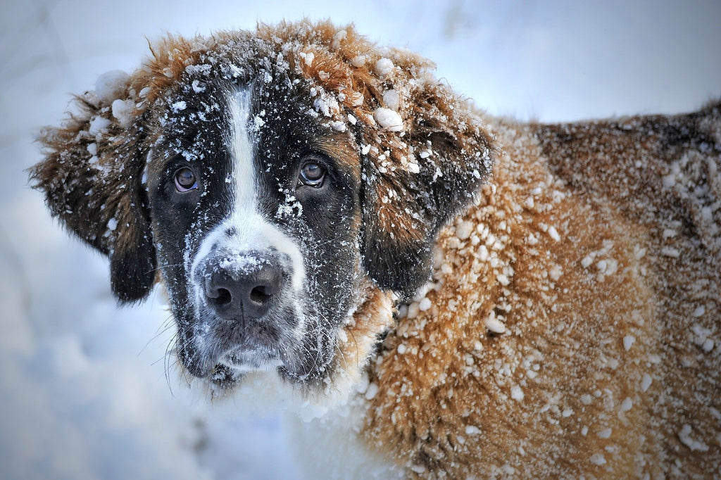 Mögen Hunde Schnee?