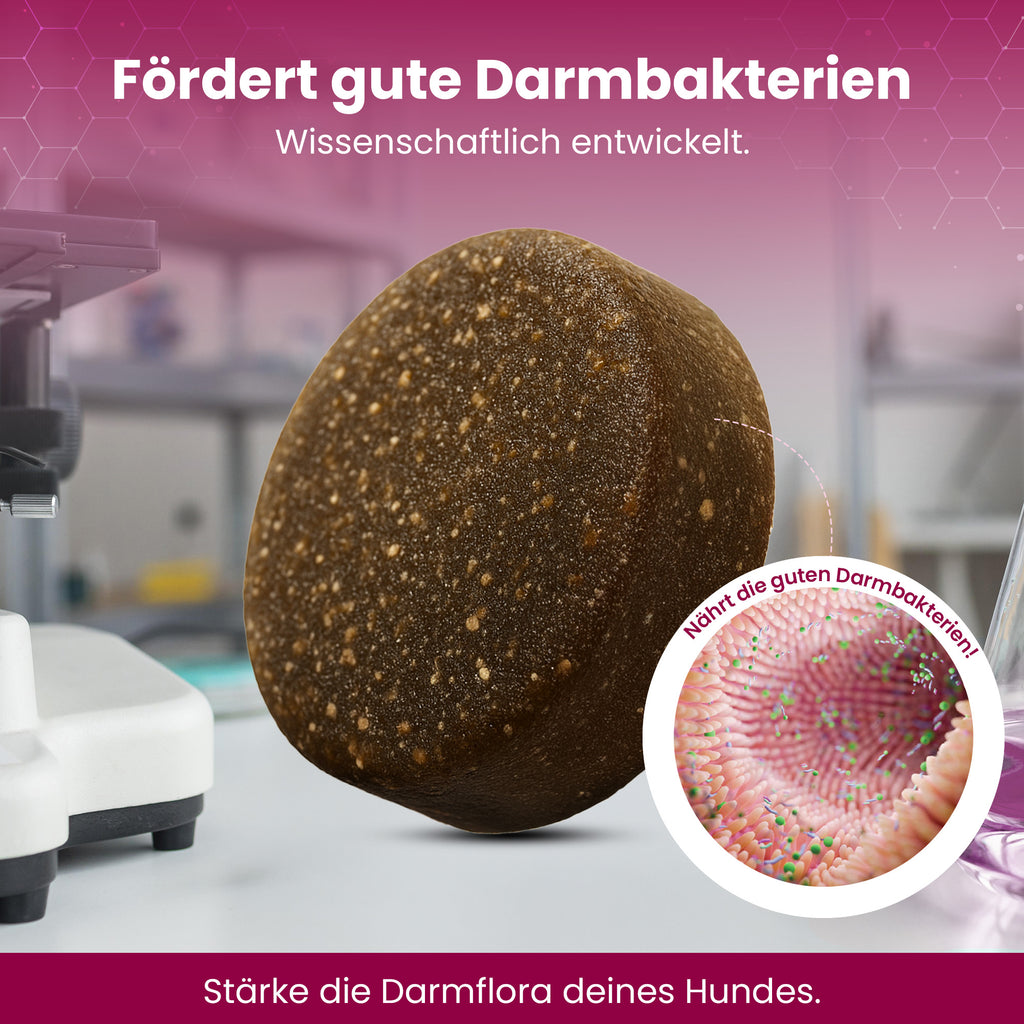 Magen-Darm Chews für Hunde - Balloony.pet