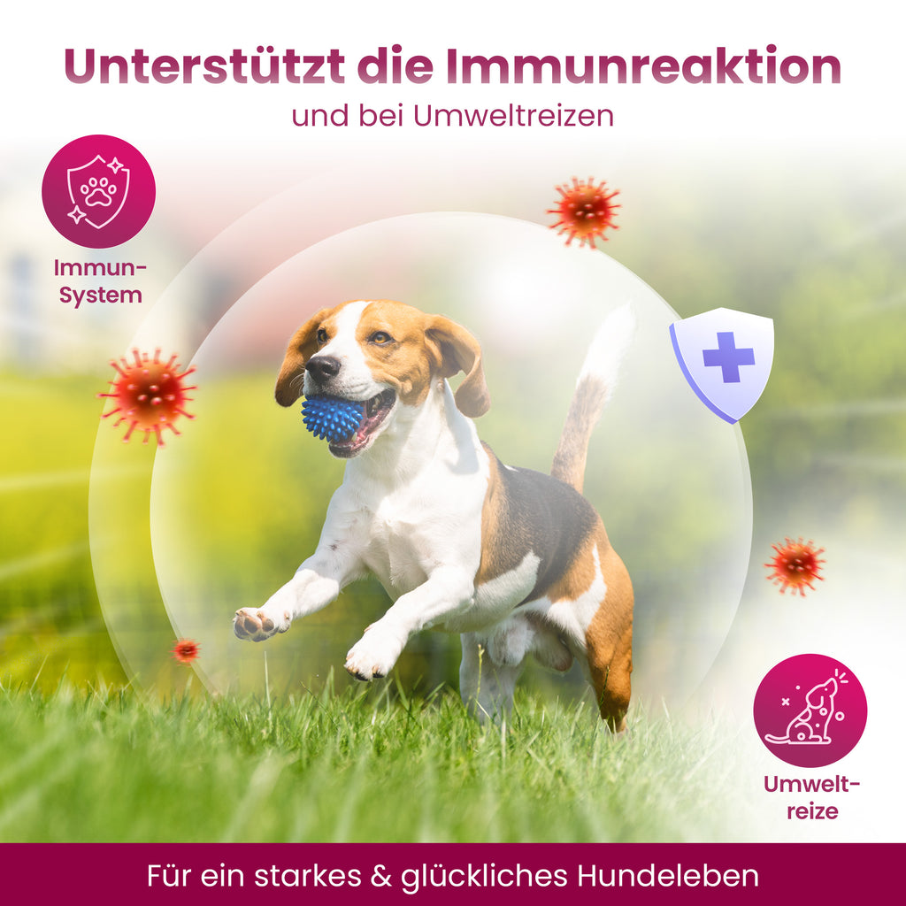 Magen-Darm Chews für Hunde - Balloony.pet